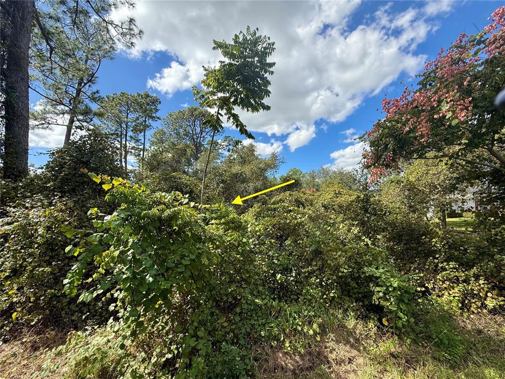 11 Royal Trails Road Eustis, FL 32736 - Photo 11 of 19 a view of a tree with a yard