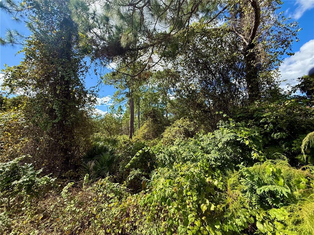 11 Royal Trails Road Eustis, FL 32736 - Photo 10 of 19 a view of a tree