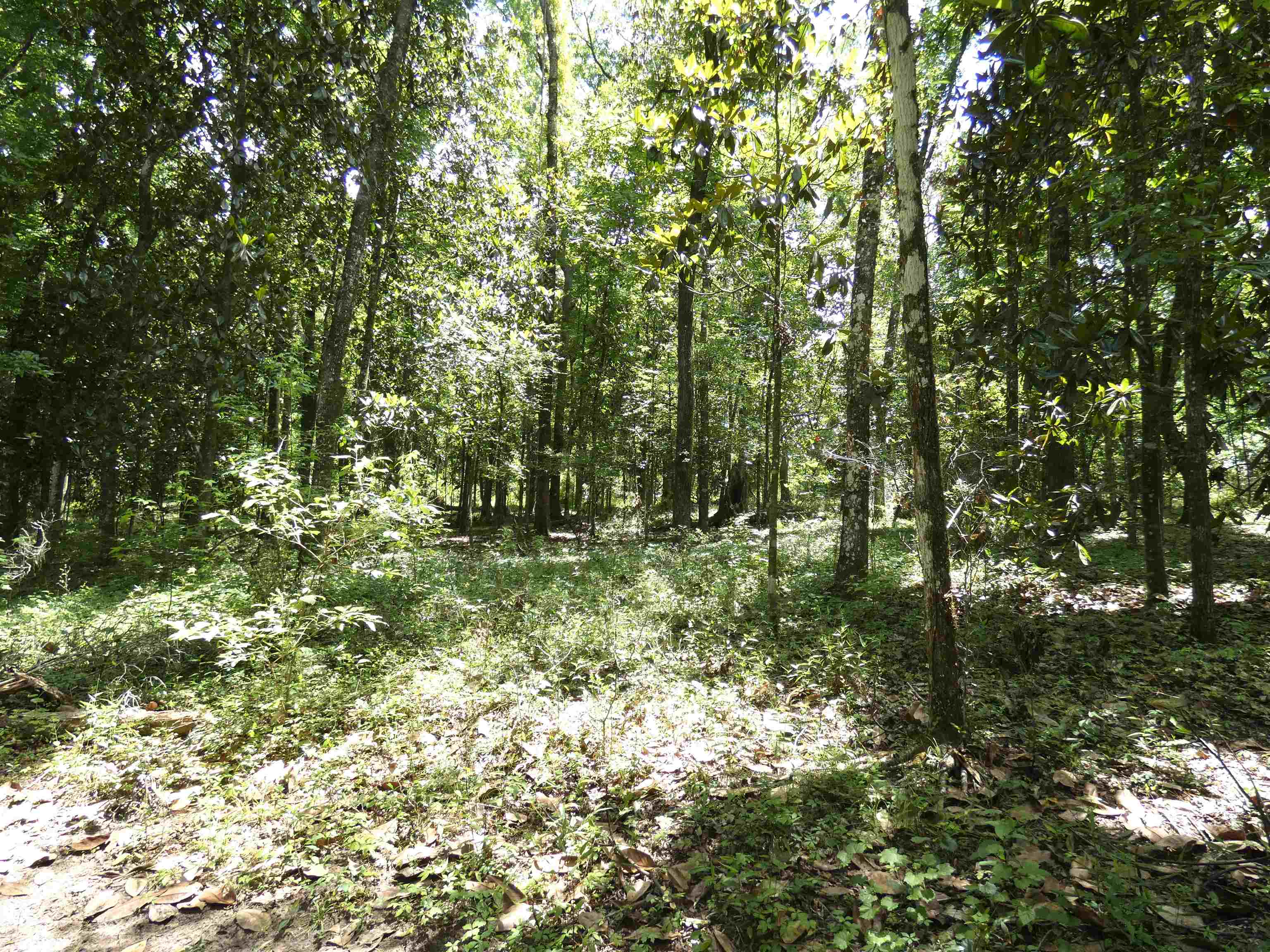 Tbd Gamble Road Monticello, FL 32344 - Photo 9 of 9