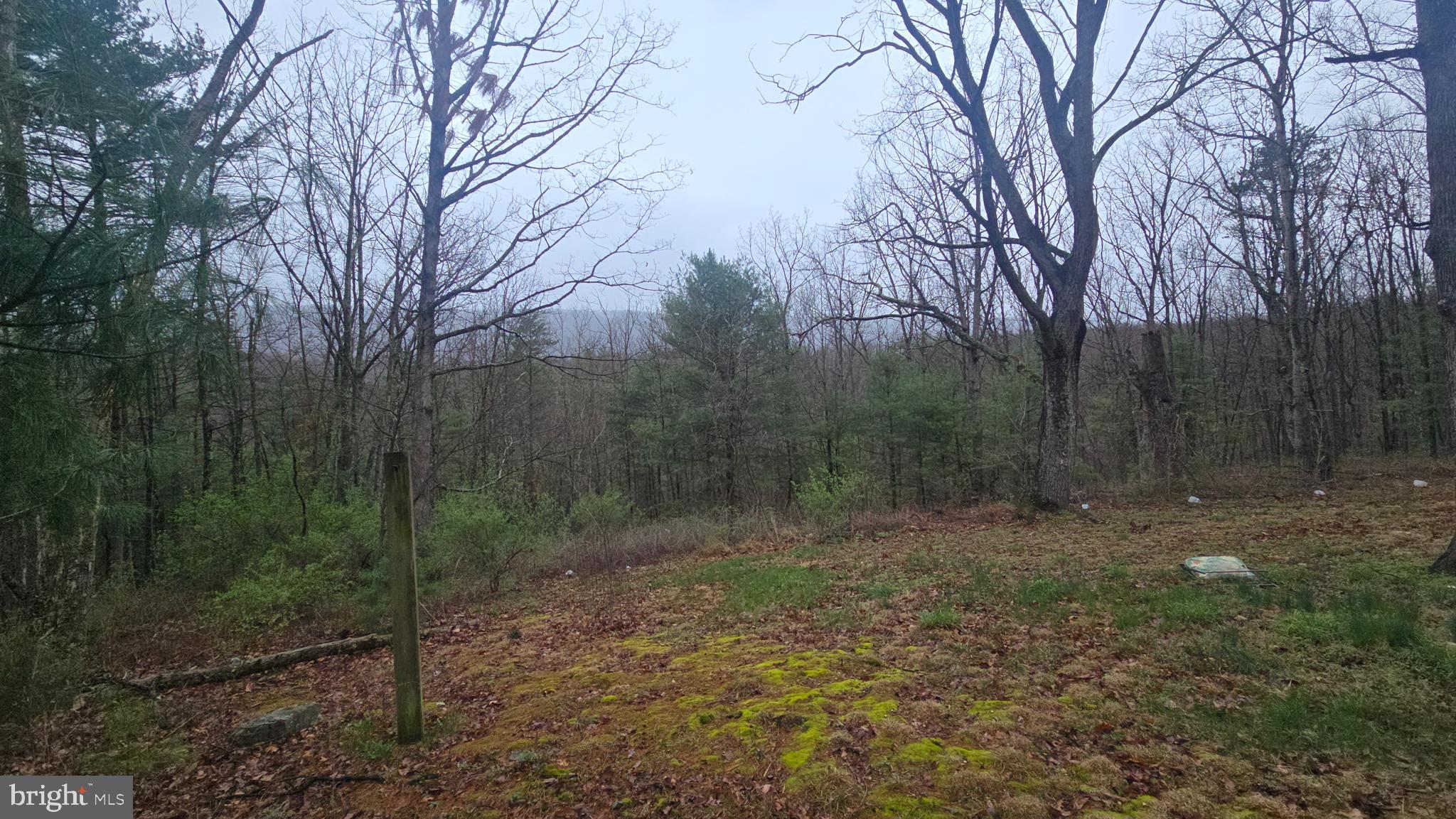 200 David's Road Delray, WV 26714 - Photo 6 of 19 a view of a yard with trees