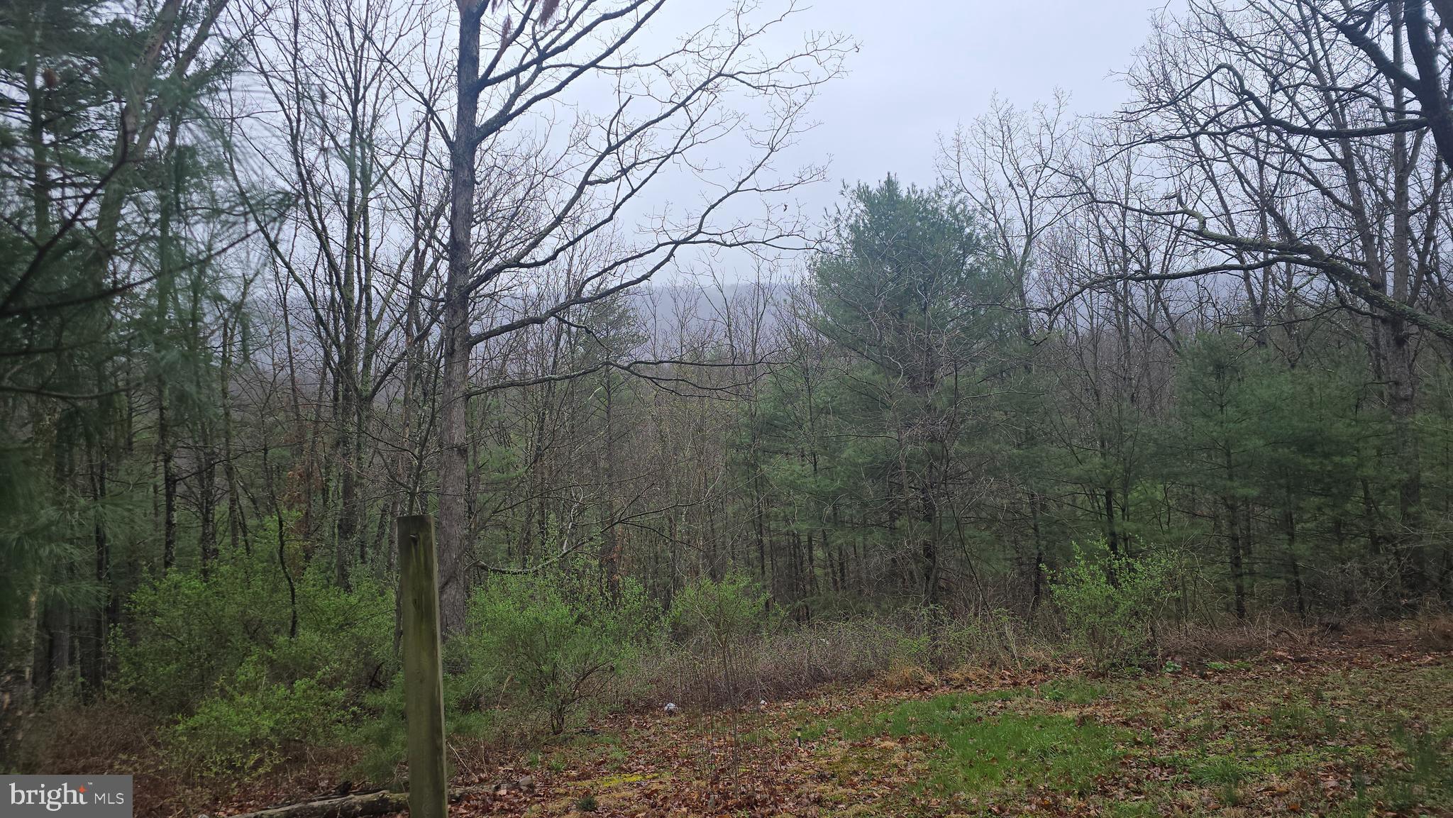 200 David's Road Delray, WV 26714 - Photo 7 of 19 a view of a forest