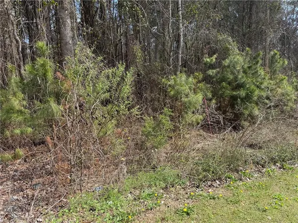 a view of a forest with large trees