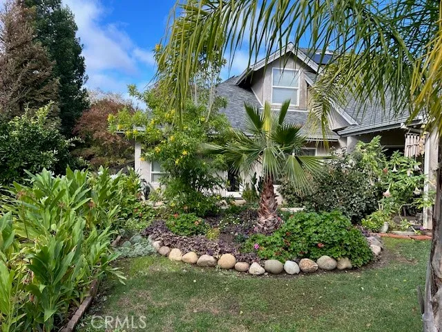 a view of backyard with potted plants and a large tree