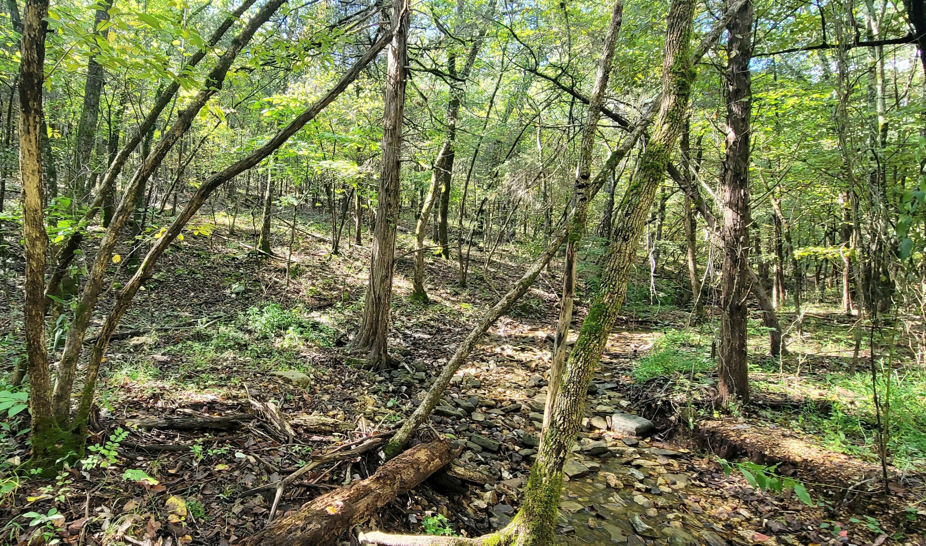 0 Dry Hollow Road Chestnutridge, MO 65630 - Photo 25 of 44 IMG-20251001-WA0018