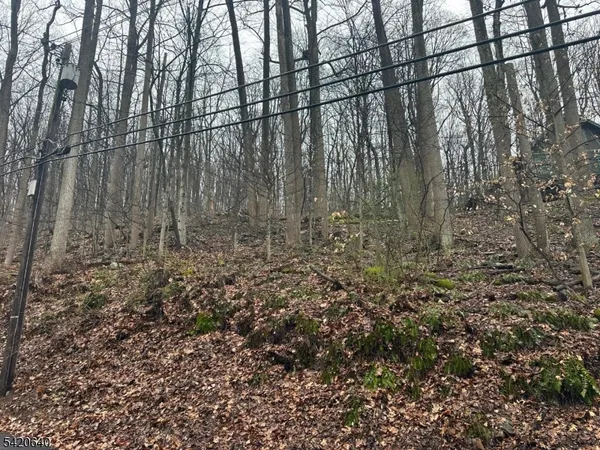 a view of a yard with a large tree