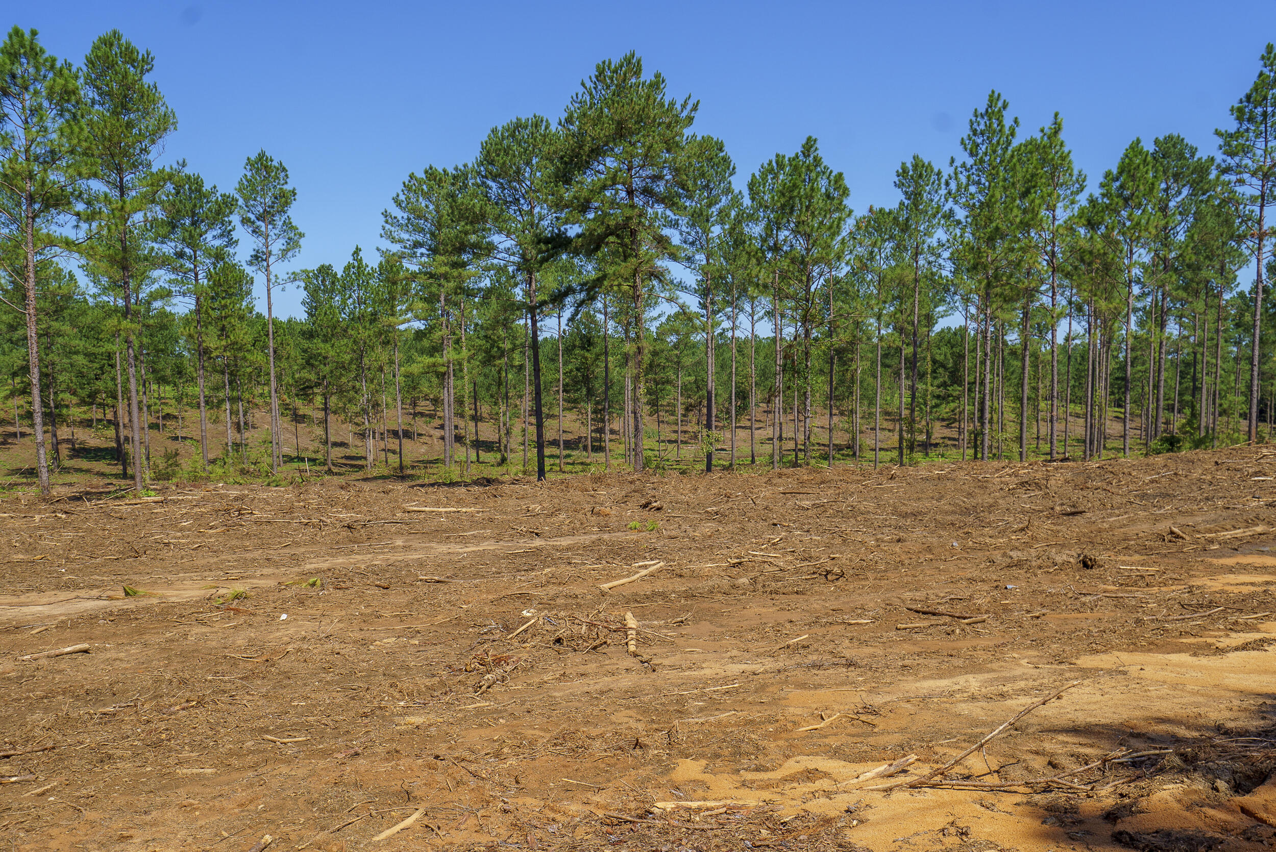 Lot 2 Bluffwood Road Wagener, SC 29164 - Photo 5 of 9