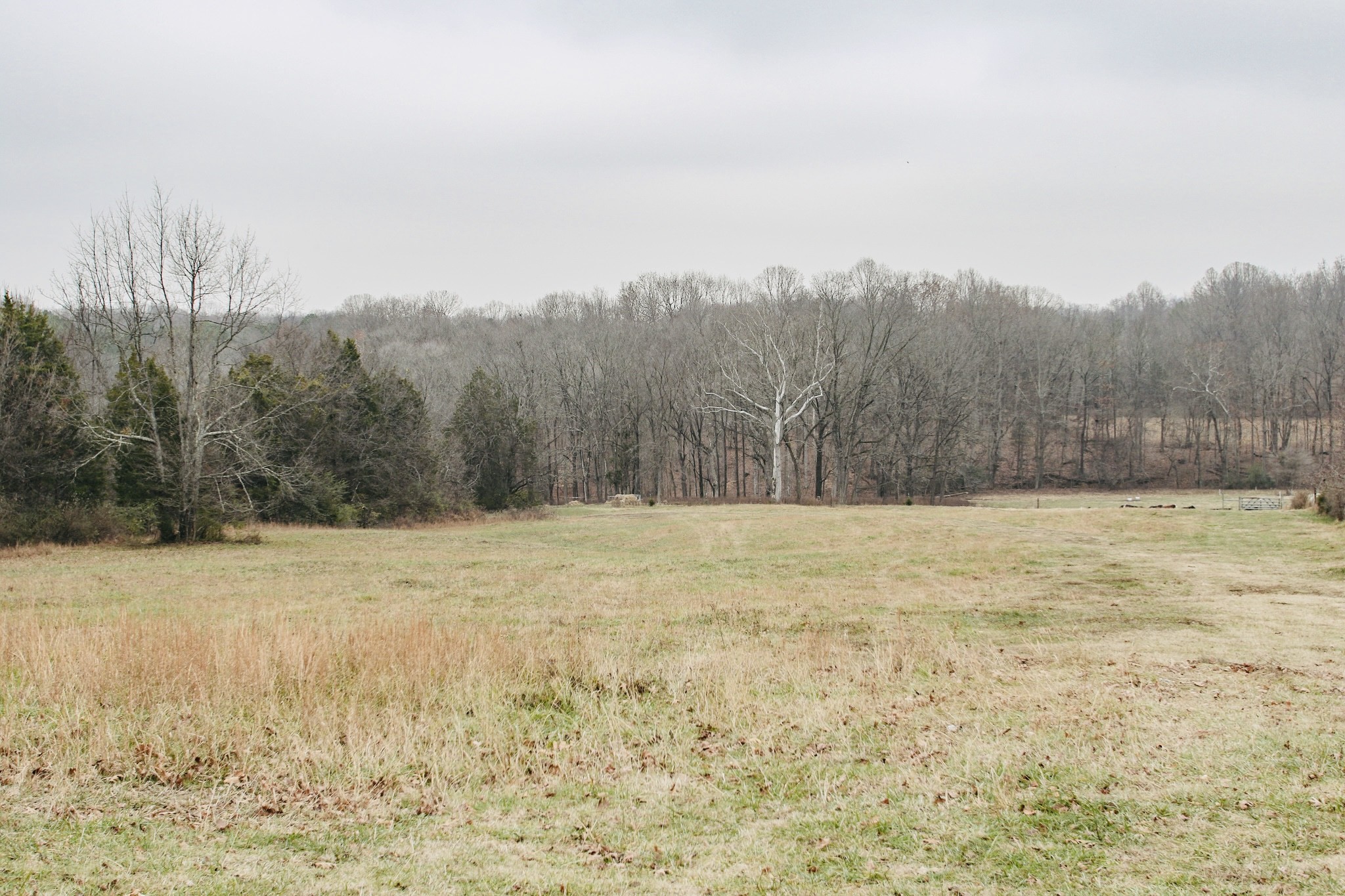 a view of a yard with trees