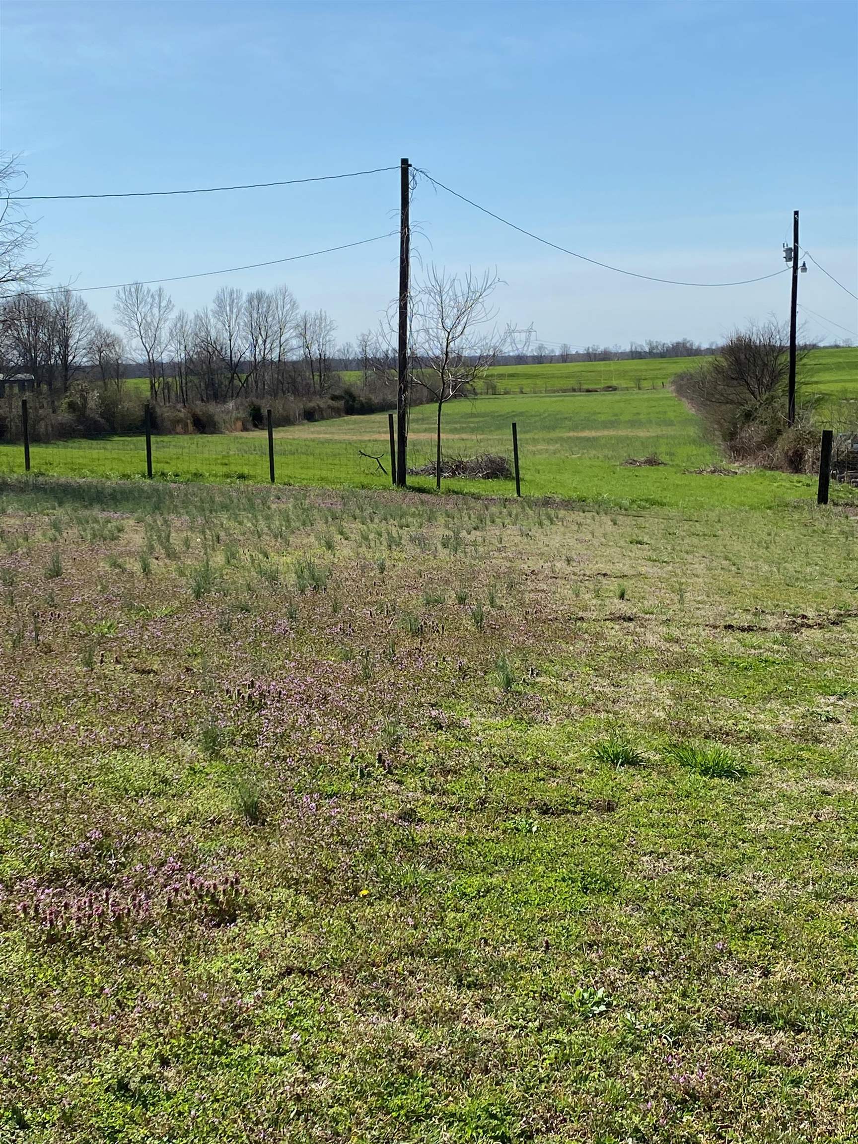 3319 Gainesville Road Mason, TN 38049 - Photo 3 of 4 a view of a park with large trees