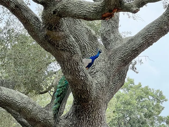 a big yard with lots of green space and trees