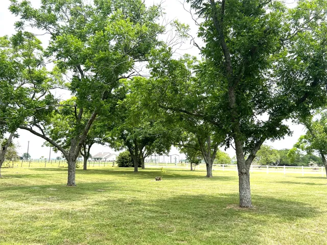 a tall tree in middle of the green field