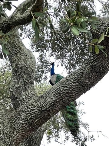 a big yard with lots of trees