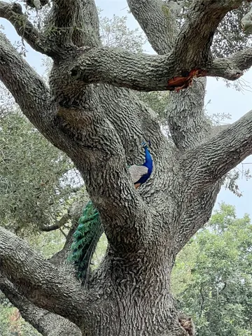 a view of an ocean from a yard