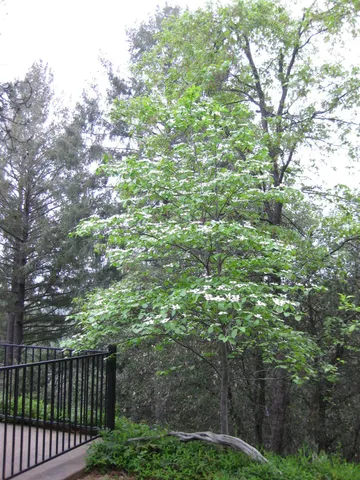 $575,000 | 7040 Goferbroke Road, Georgetown, CA 95634