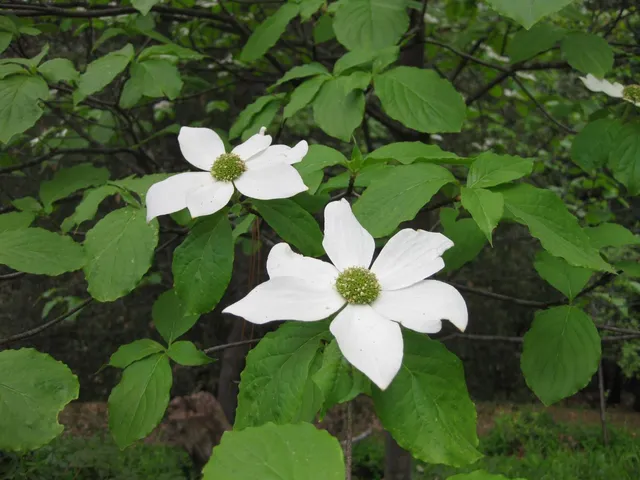 $575,000 | 7040 Goferbroke Road, Georgetown, CA 95634