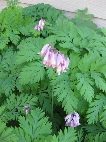 $575,000 | 7040 Goferbroke Road, Georgetown, CA 95634