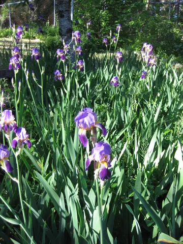 $575,000 | 7040 Goferbroke Road, Georgetown, CA 95634