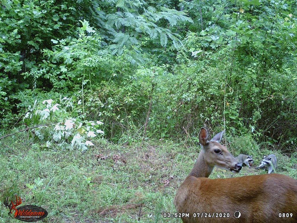 0 Garrett Mill Road Livingston, TN 38570 - Photo 20 of 21 Gallery Image 20