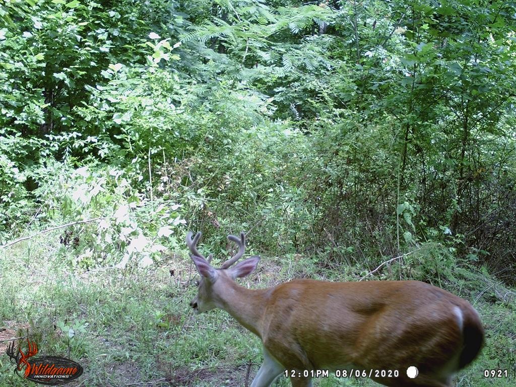 0 Garrett Mill Road Livingston, TN 38570 - Photo 21 of 21 Gallery Image 21