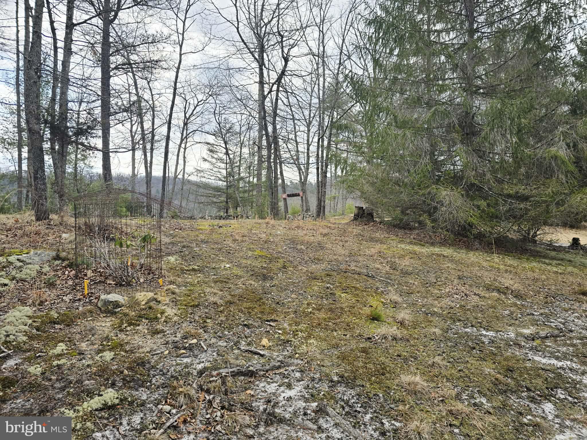 1120 Sandy Ridge Road Sugar Grove, WV 26815 - Photo 45 of 53 a view of a yard with large trees