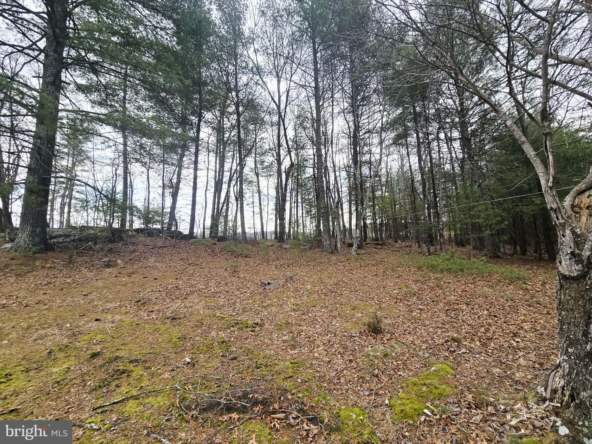 1120 Sandy Ridge Road Sugar Grove, WV 26815 - Photo 48 of 53 a view of outdoor space with trees