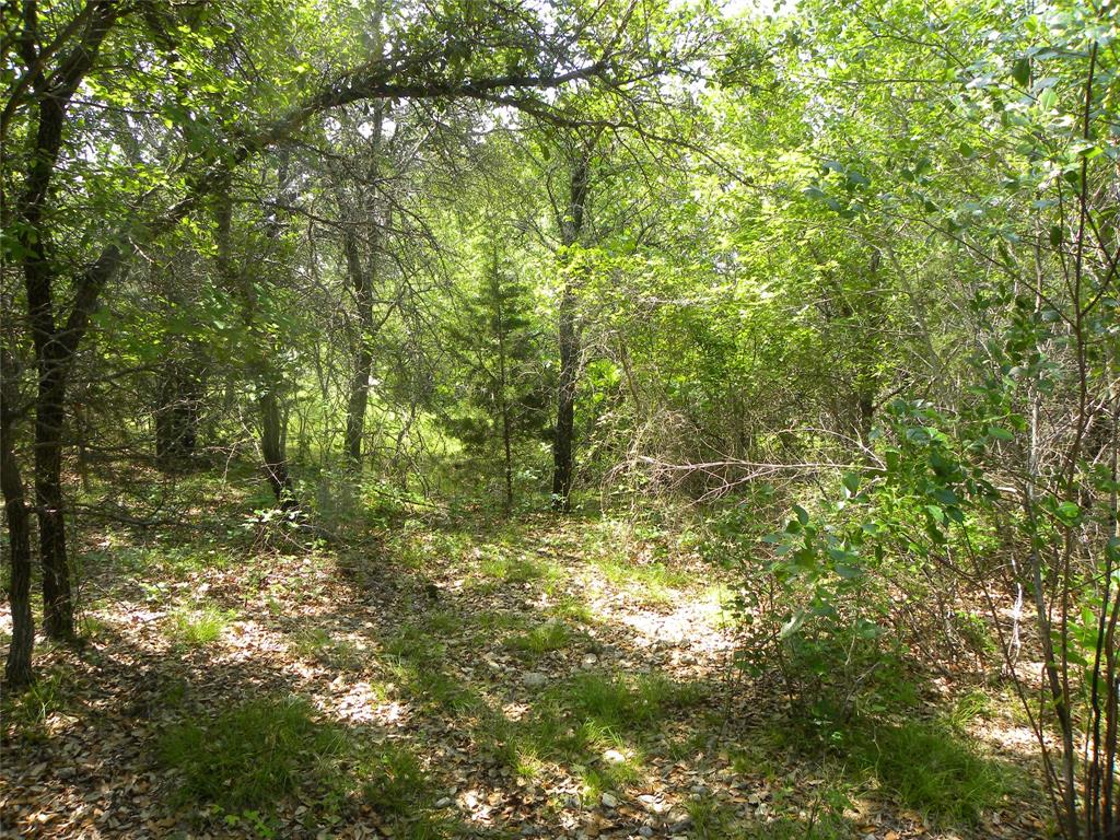 1303 Ash Court Whitney, TX 76692 - Photo 4 of 13 a view of a yard with plants and large trees