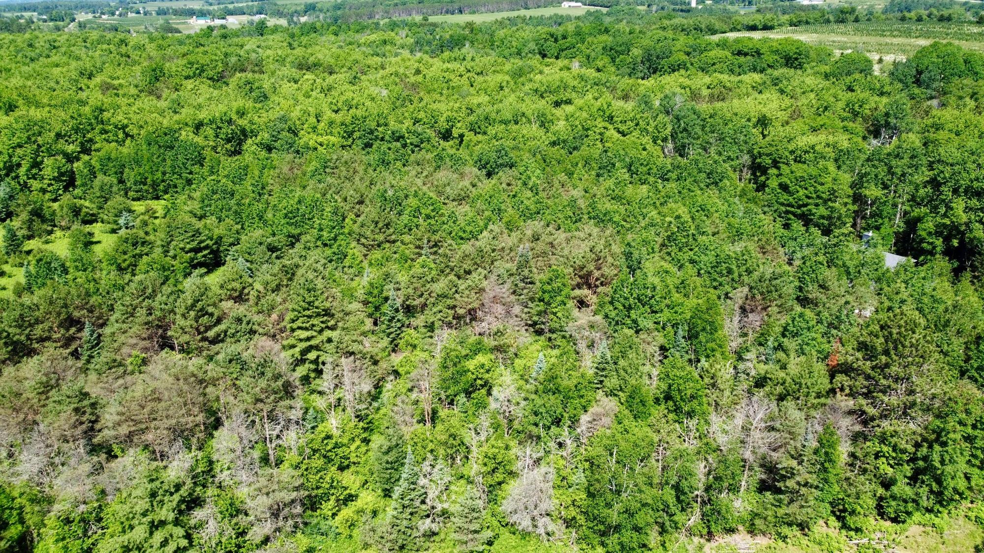 Lot 7 Pine River Road Tomahawk, WI 54487 - Photo 18 of 22
