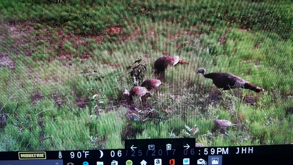 12-ac Liberty Road Mauk, GA 31058 - Photo 5 of 32 active deer and turkey