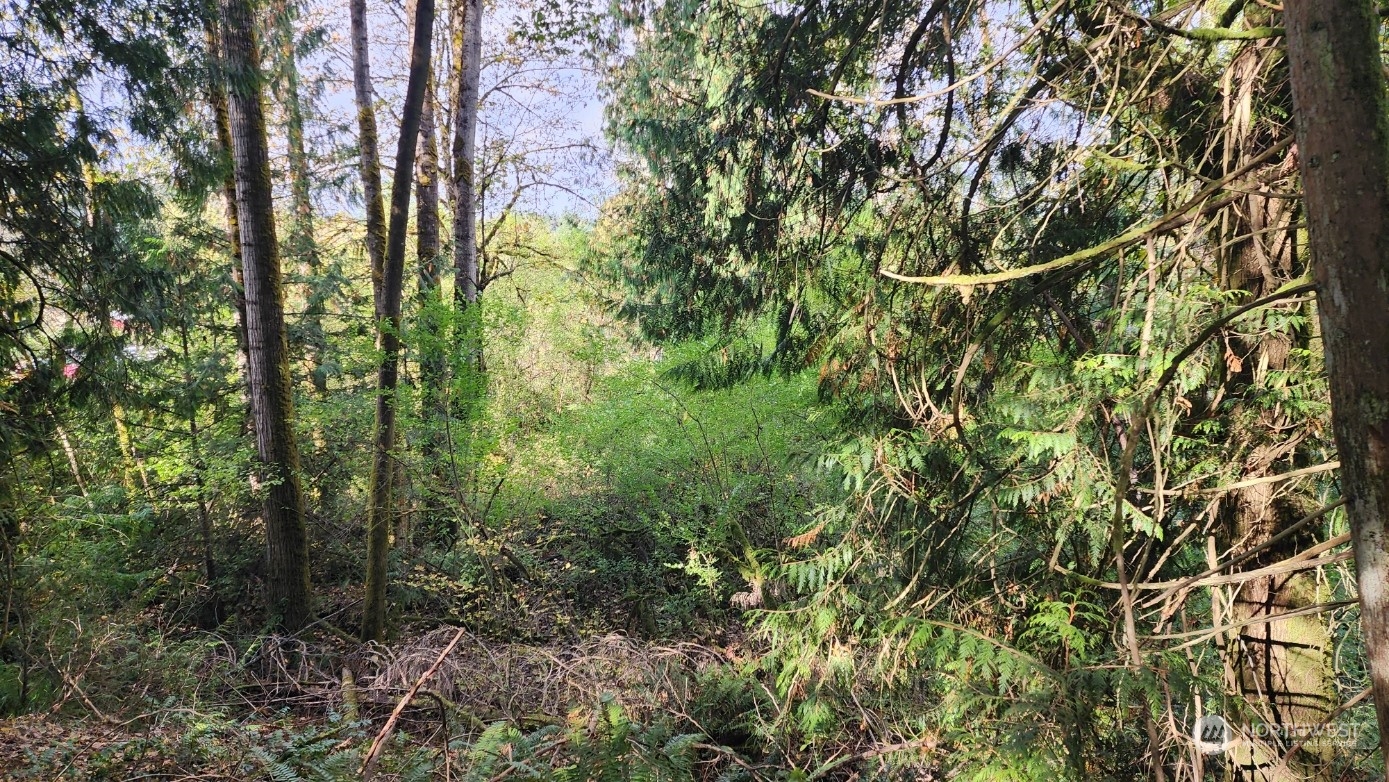 21258 Maxwell Road Southeast Maple Valley, WA 98038 - Photo 5 of 6 a view of a forest
