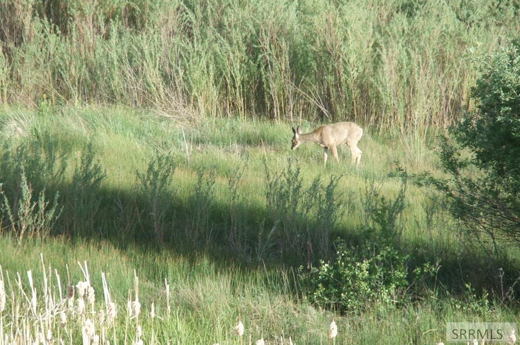 Tbd Bailey Creek Road Soda Springs, ID 83276 - Photo 38 of 48