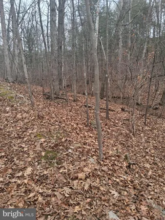 a big yard with lots of bushes