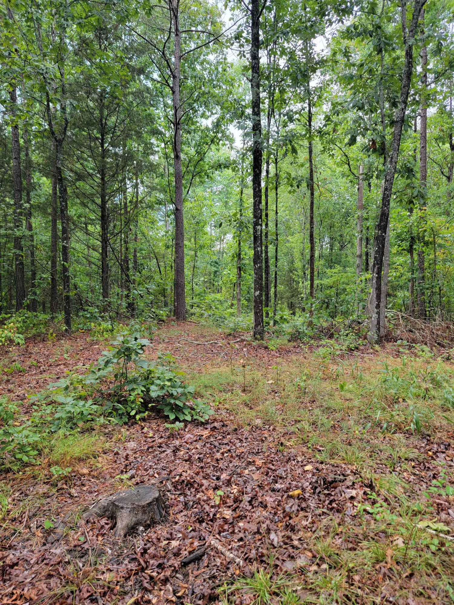 0 Sand Road Henderson, TN 38340 - Photo 1 of 3 Photo 1