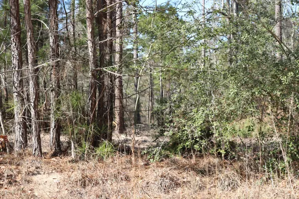 a view of forest