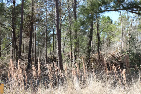 a view of backyard with trees