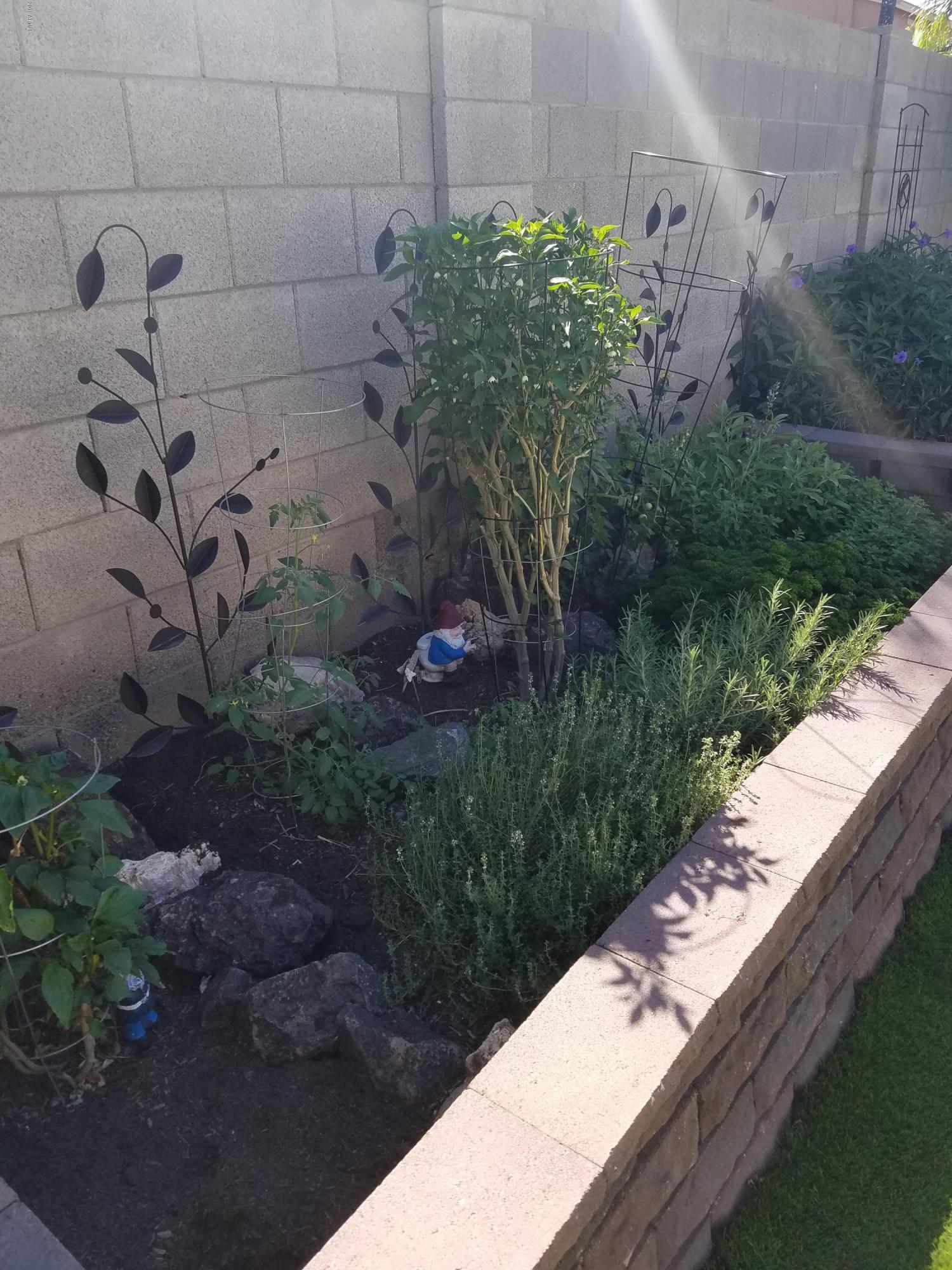 3443 East Rosa Lane Gilbert, AZ 85297 - Photo 44 of 53 Raba garden