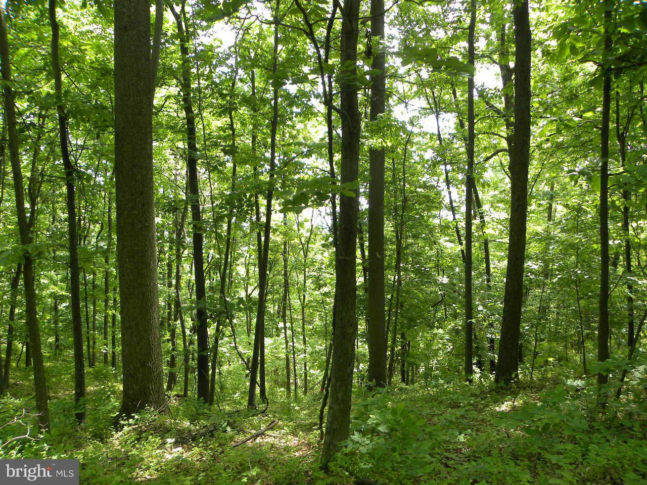 Wooded parcel....