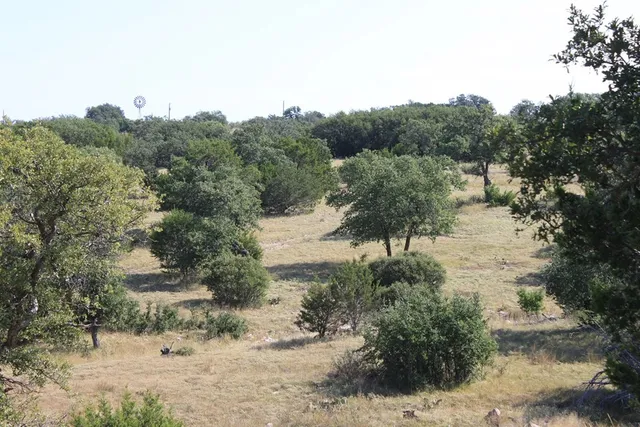a view of a yard with a tree