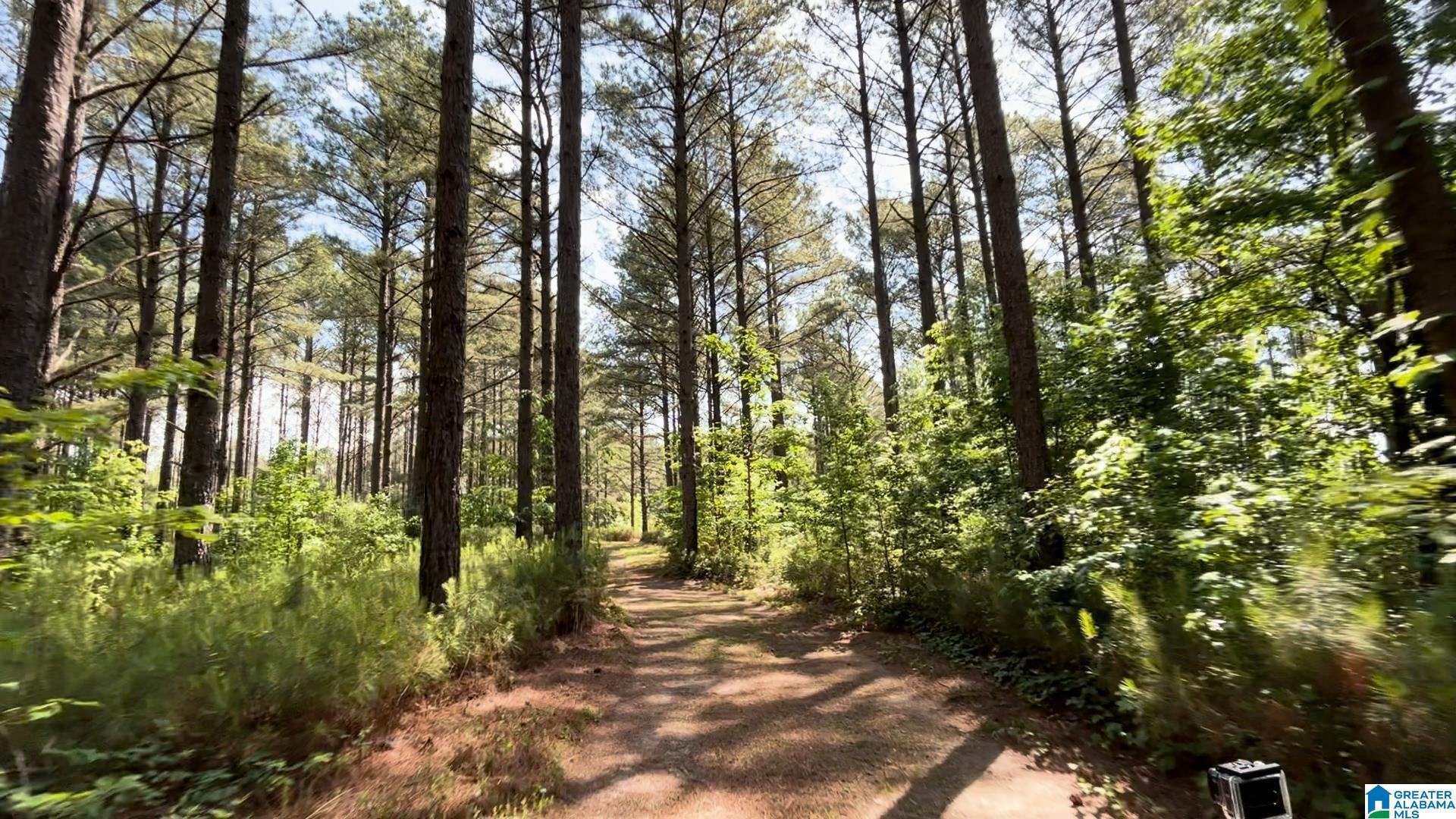 5145 Pine Mountain Road Remlap, AL 35133 - Photo 65 of 100