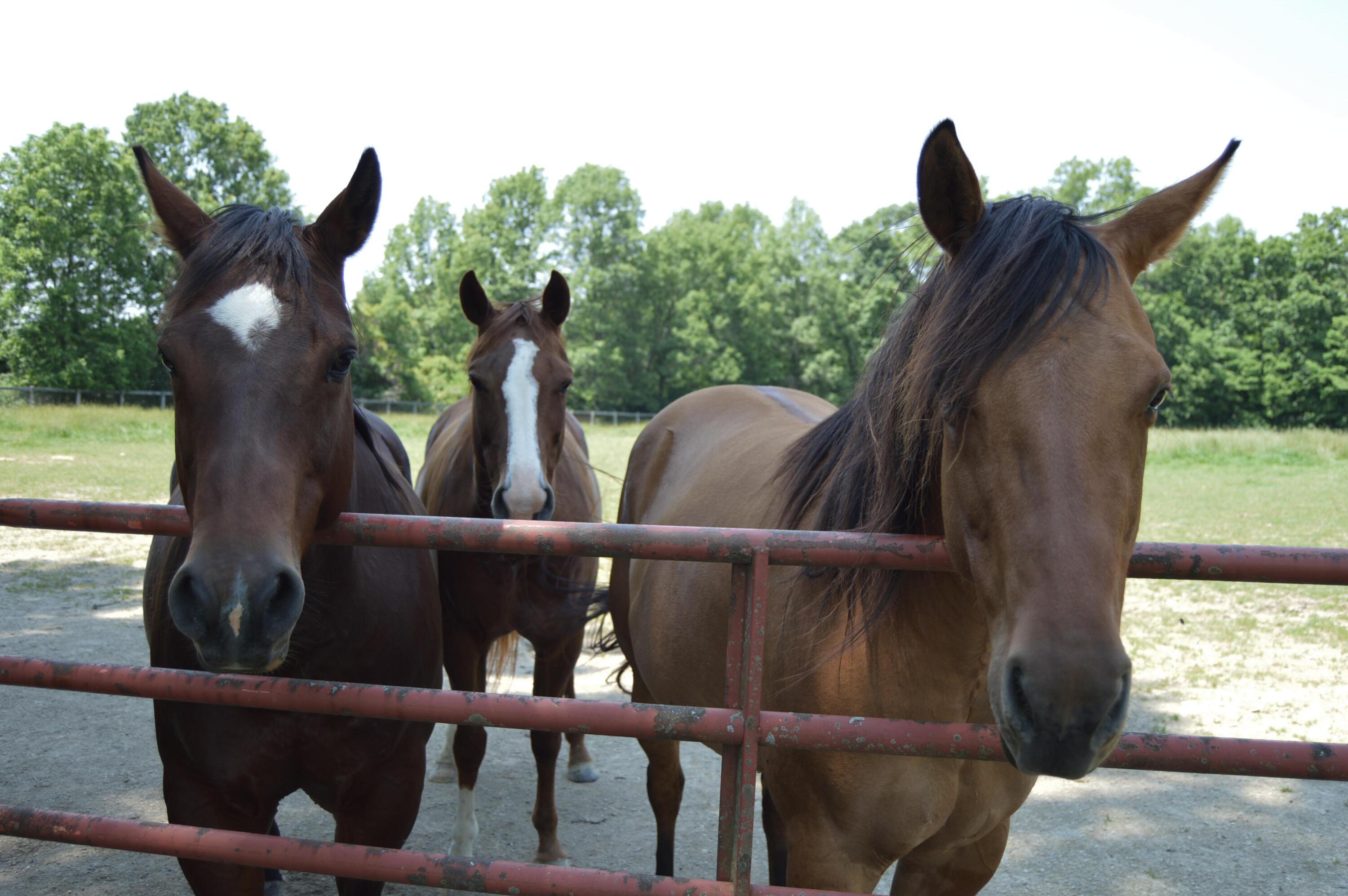 10156 Marysville Road Ostrander, OH 43061 - Photo 73 of 140 Horses 11