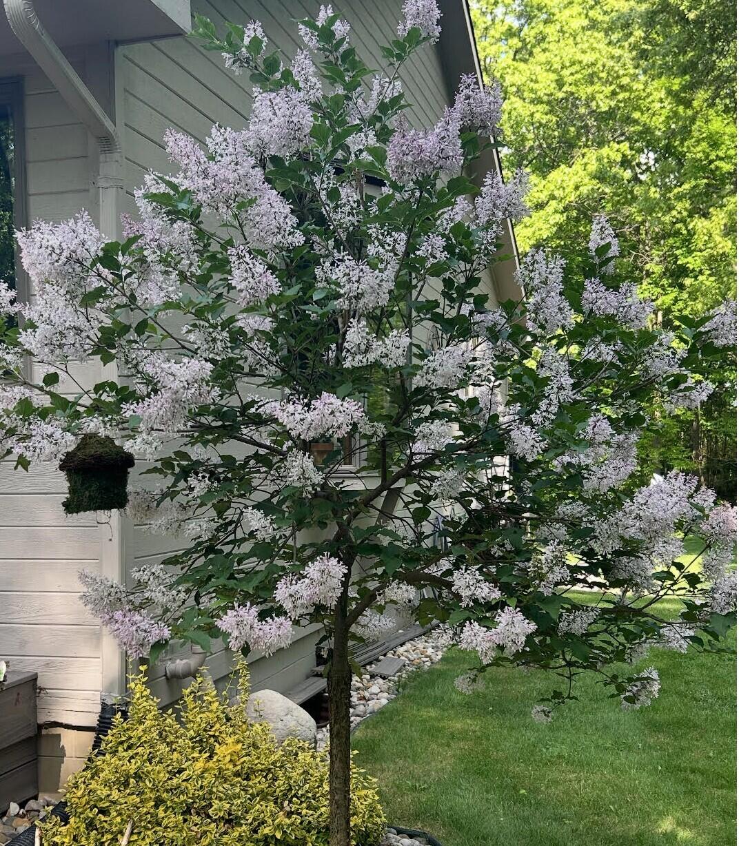 5135 Moscow Road Spring Arbor, MI 49283 - Photo 55 of 65 Flowering Trees