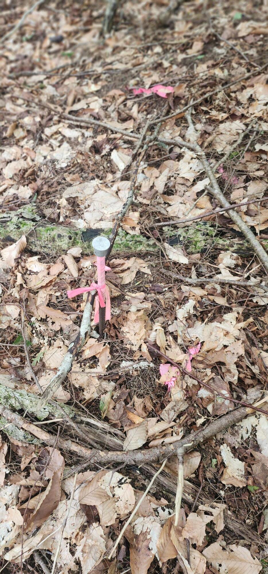 Off Dunphy Lane Island Falls, ME 04747 - Photo 5 of 16 20240815_092652