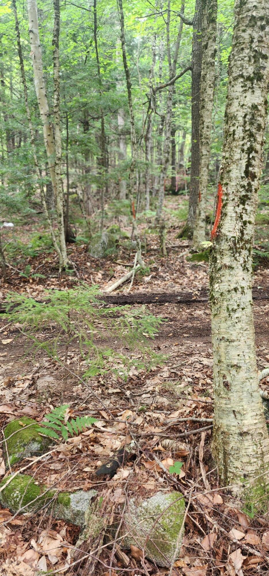 Off Dunphy Lane Island Falls, ME 04747 - Photo 6 of 16 20240815_092655