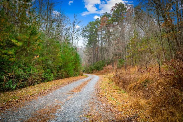 a view of a yard with trees