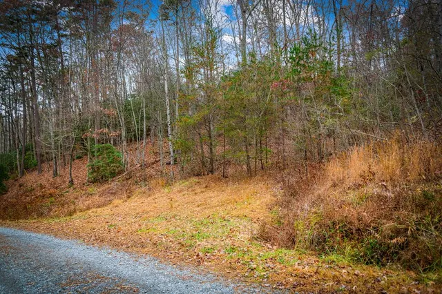 a view of a yard with plants and trees