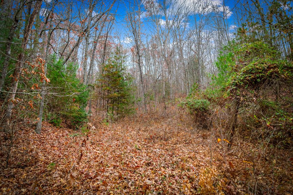 208 Bullen Gap Road Blue Ridge, GA 30513 - Photo 50 of 64