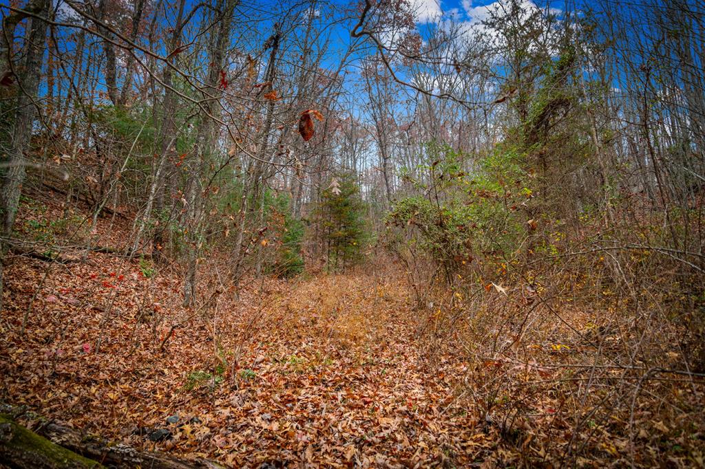 208 Bullen Gap Road Blue Ridge, GA 30513 - Photo 51 of 64