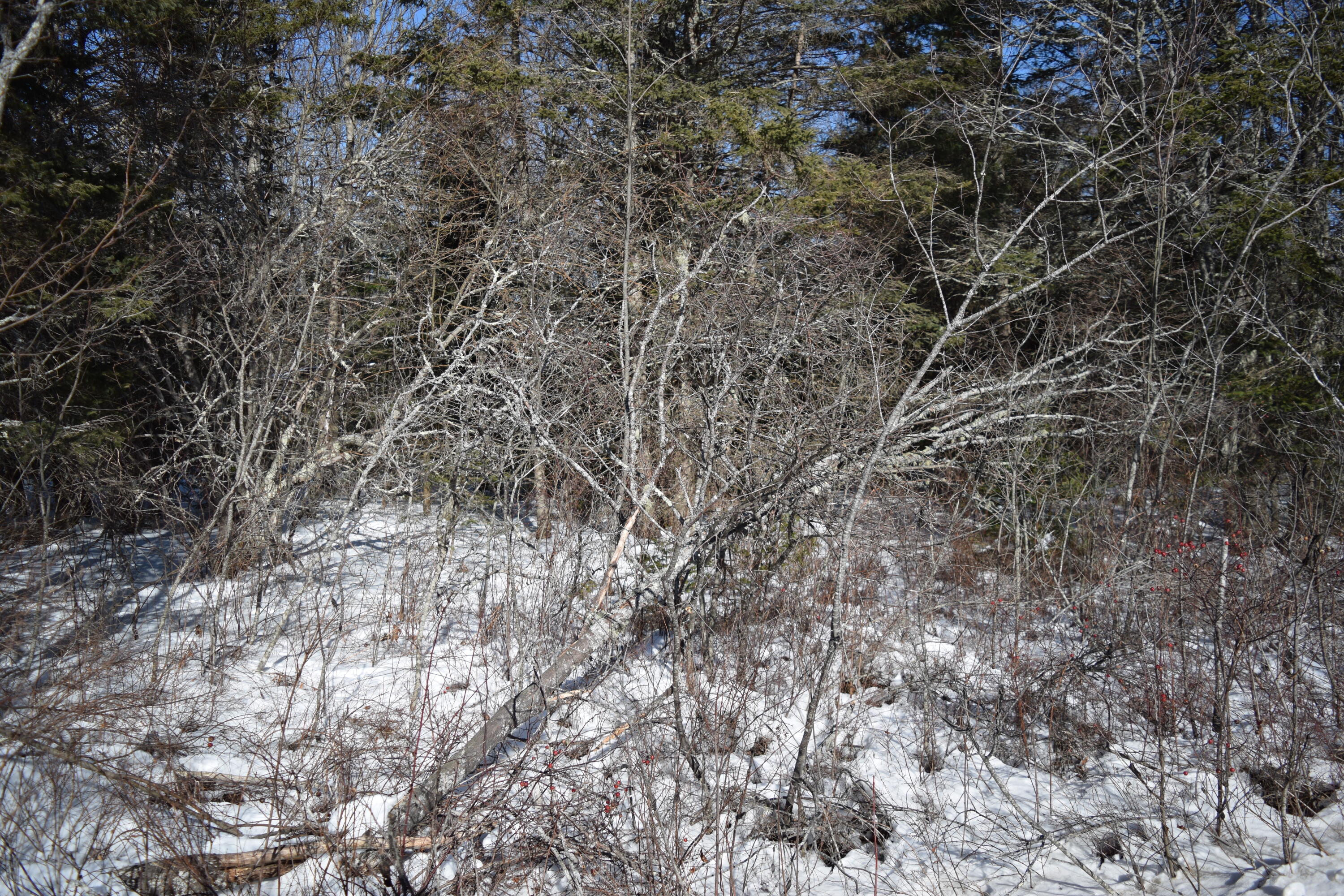 0 Taft Point Road Gouldsboro, ME 04607 - Photo 2 of 2 DSC_0298