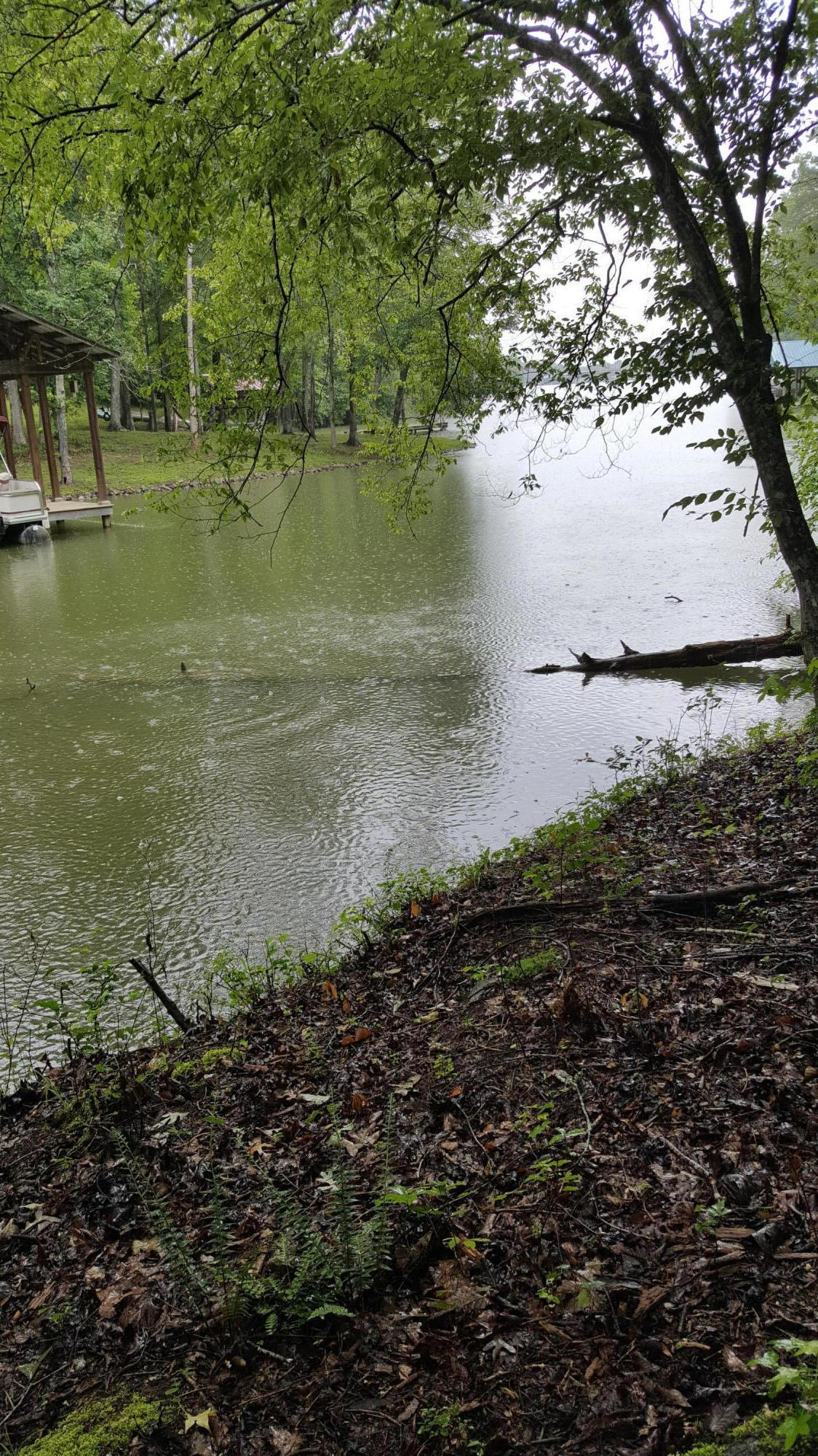 Lot 109 Treasure Tree Road Ten Mile, TN 37880 - Photo 2 of 3 Lot 109-110