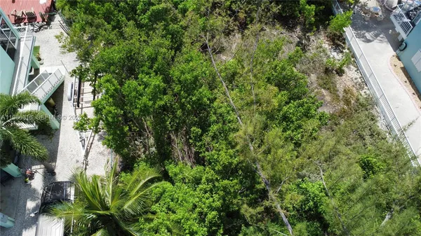 a plant with lots of trees