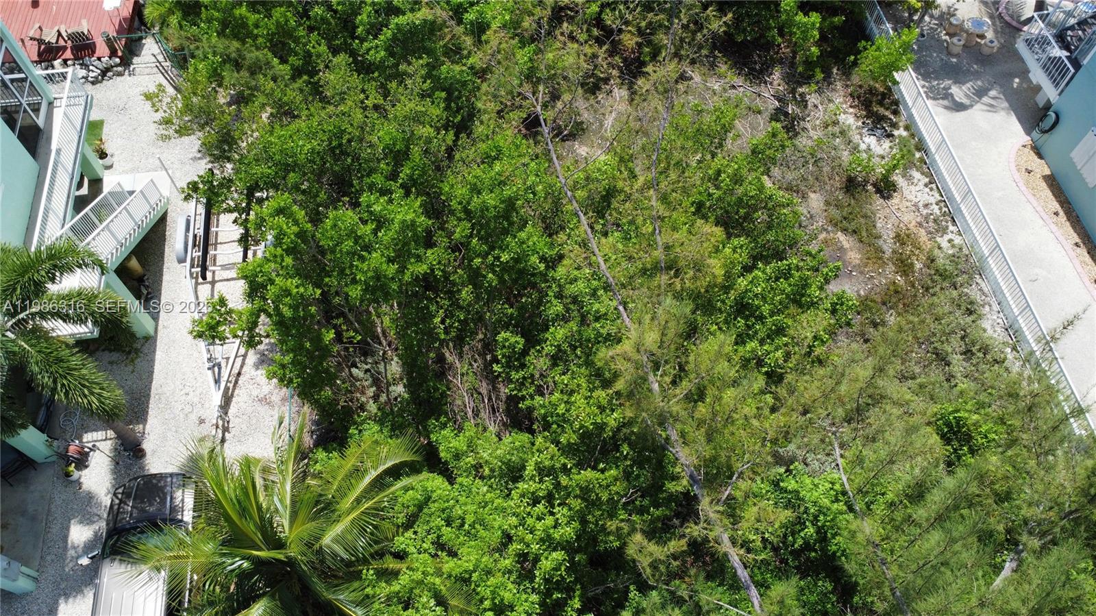 Key Largo Key Largo, FL 33037 - Photo 2 of 6 a plant with lots of trees