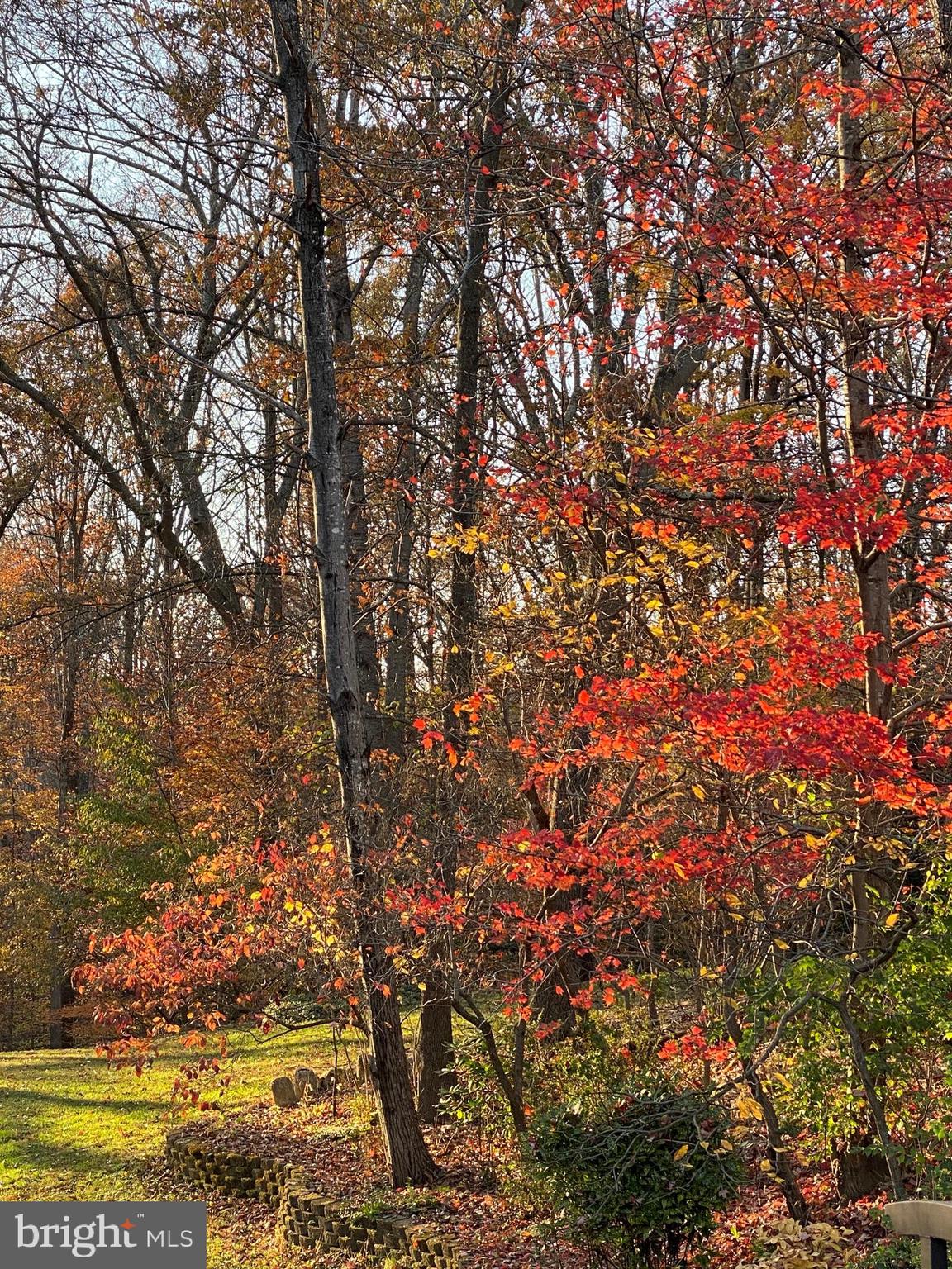 10613 Pineview Road Manassas, VA 20111 - Photo 50 of 51 Fall Foliage